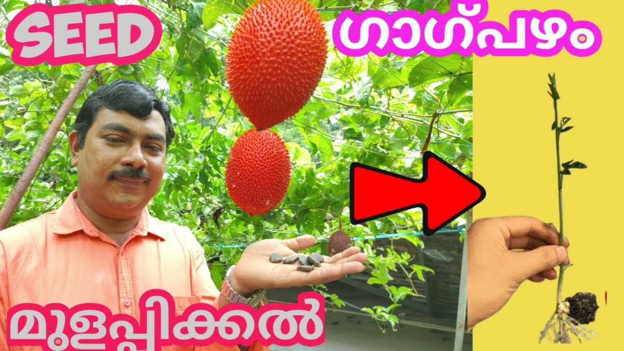 ഗാഗ് ഫ്രൂട്ട് (സ്വർഗ്ഗത്തിലെ പഴം)വിത്ത് മുളപ്പിക്കൽ/ പരാഗണം/Gac Fruit Seed Germination Malayalam/gag