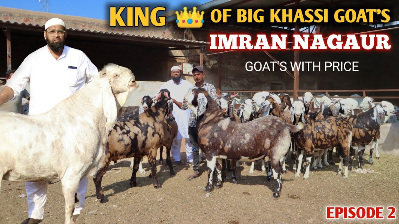 King Of Big Khassi Goat's Imran Nagaur Nayab Goat's Ka Collection With ₹ At Al Faizan Goat Farm