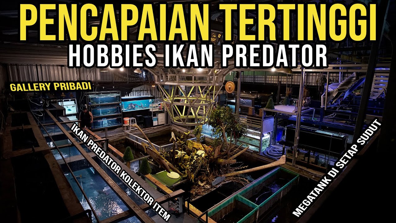 GOOKIL!!! TITIK TERTINGGI HOBBIES IKAN PREDATOR!!! - TOTALITAS BIKIN GALLERY PRIBADI SEMEWAH INI!!!
