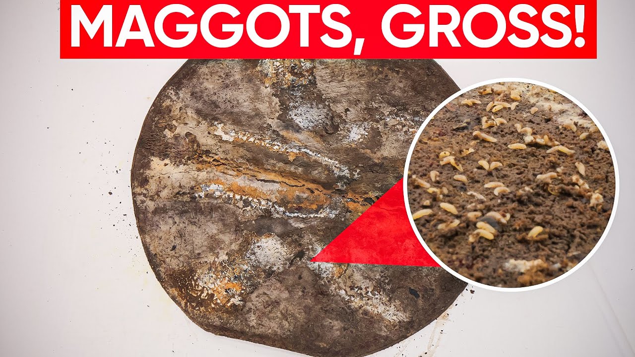 OH NO !!! Not Another MAGGOT INFESTED Rug !!!