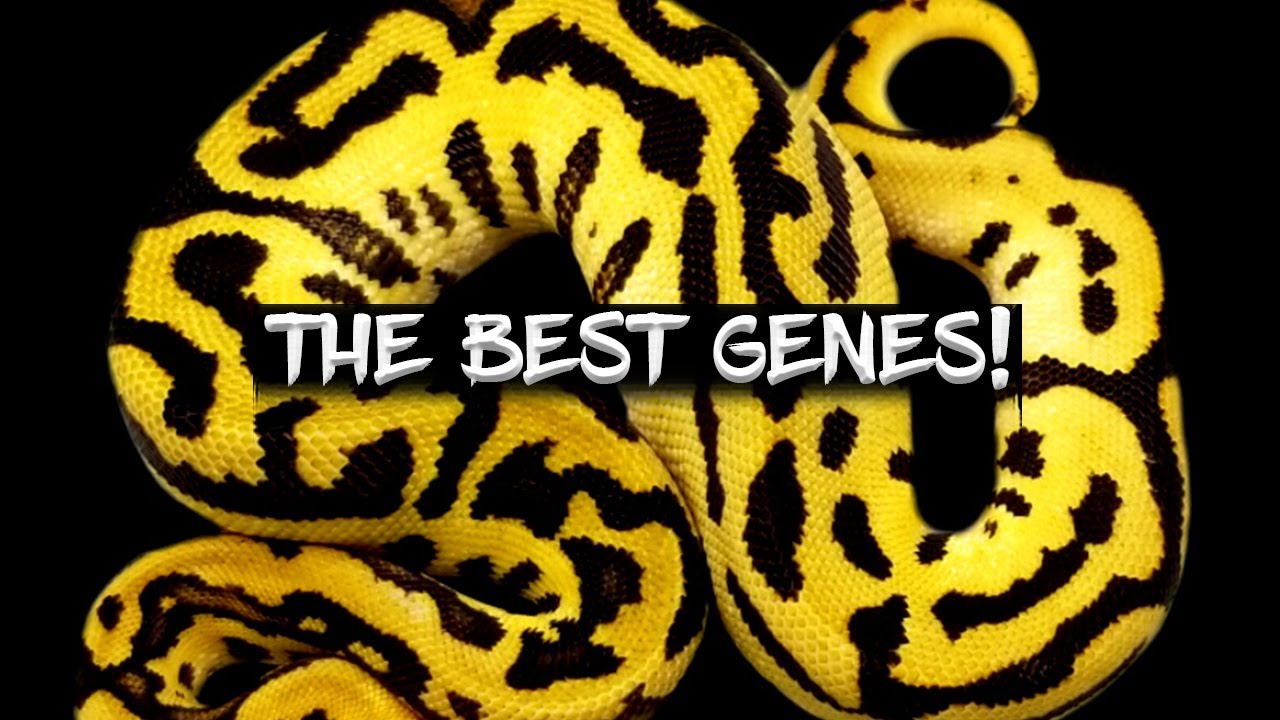 The Best Ball Python Genes! (The Best Recessive, Co-Dom, Bright Gene, Dark Gene, Super, Allelic...)