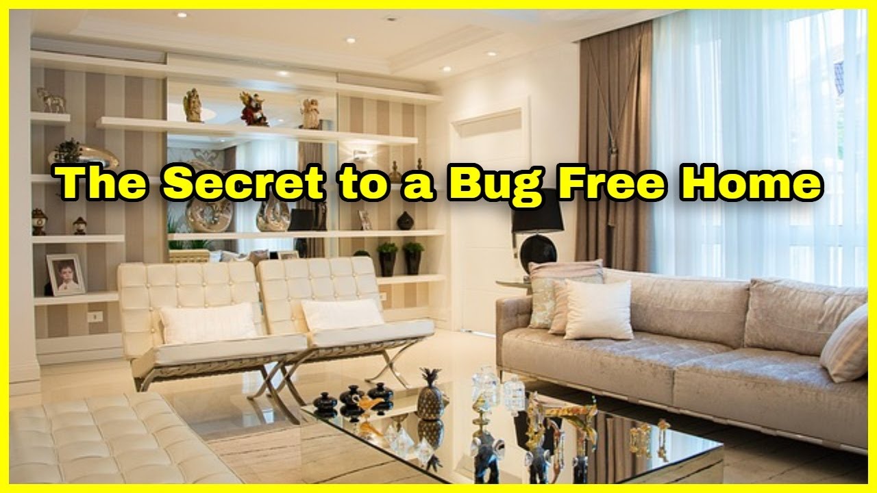 The Secret to a Bug Free Home  Top 5 Pest Control Strategies You Need to Know