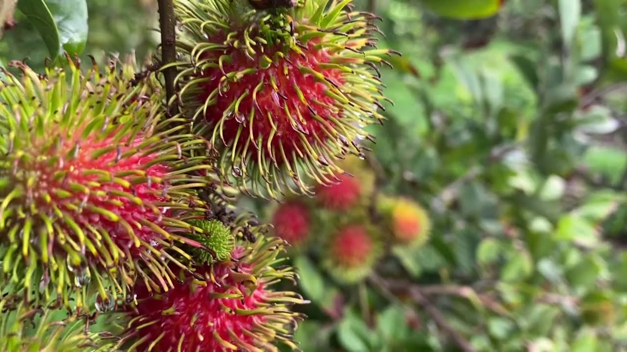 Hechos del Agro - Cultivo de licha o rambután