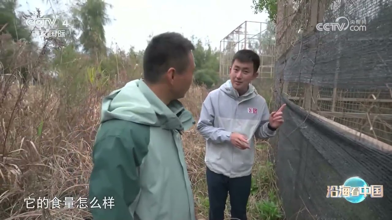 《远方的家》 20230607 沿海看中国（23） 生态漩门 活力海岛|CCTV中文国际