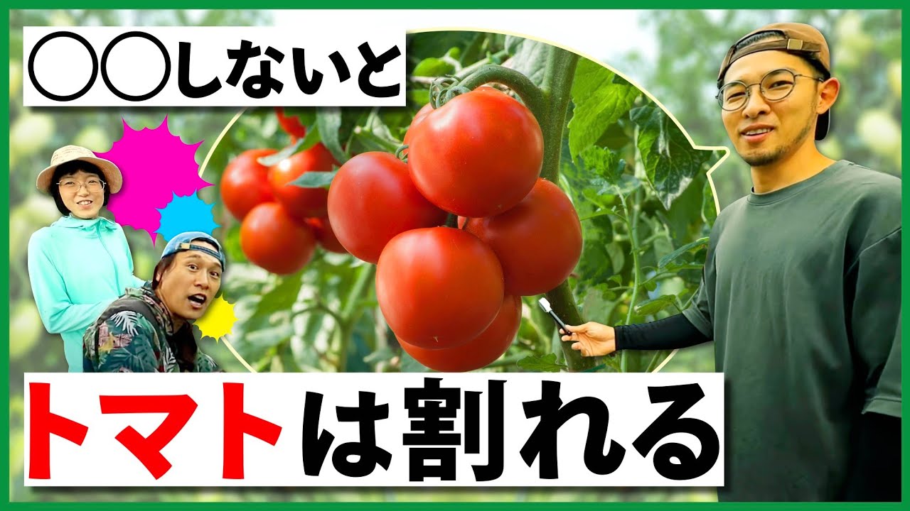 【図解】トマトはどのように育つのか？【家庭菜園の仕立て方法】