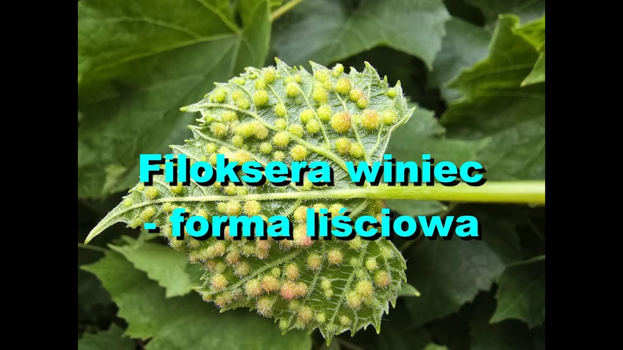 Filoksera winiec - forma żerująca na liściach winorośli