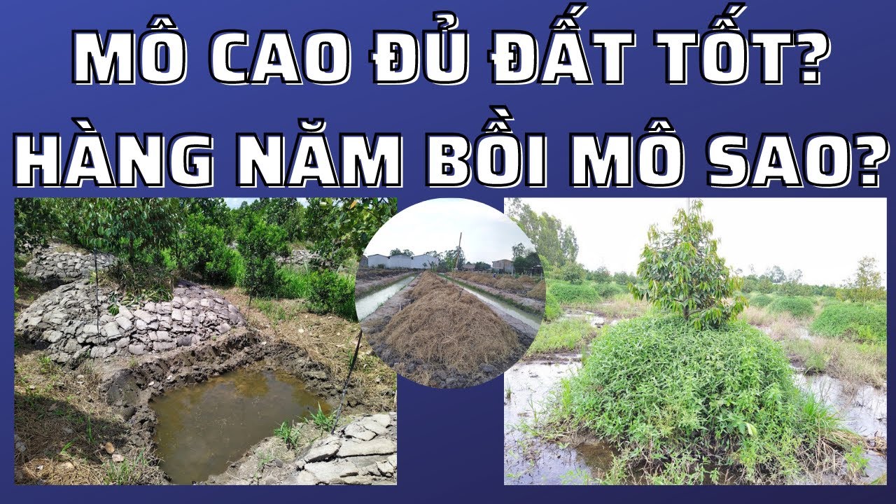 Lấy đất làm mô cao thế nào? | Đất bồi mô hàng năm cho mô lớn ở đâu ra? | Mô liếp chuẩn ĐBSCL