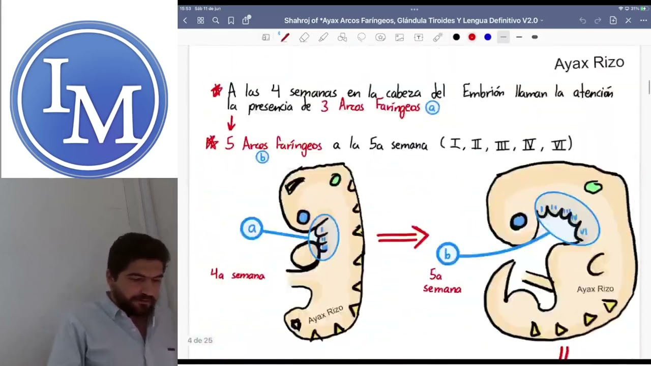 Embriología | Arcos Faríngeos