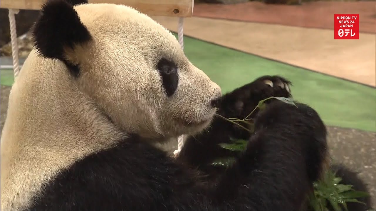 Valentine's Day for Eimei the panda