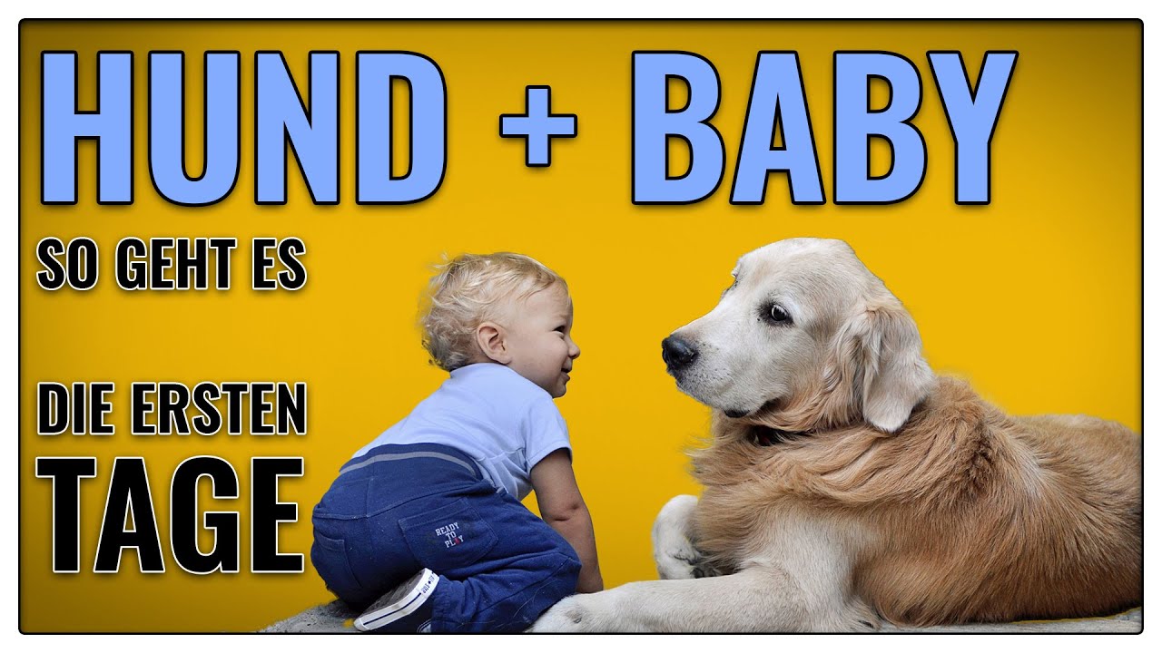 Hund an Baby gewöhnen - so führst du Hund und Baby zusammen - TGH 371