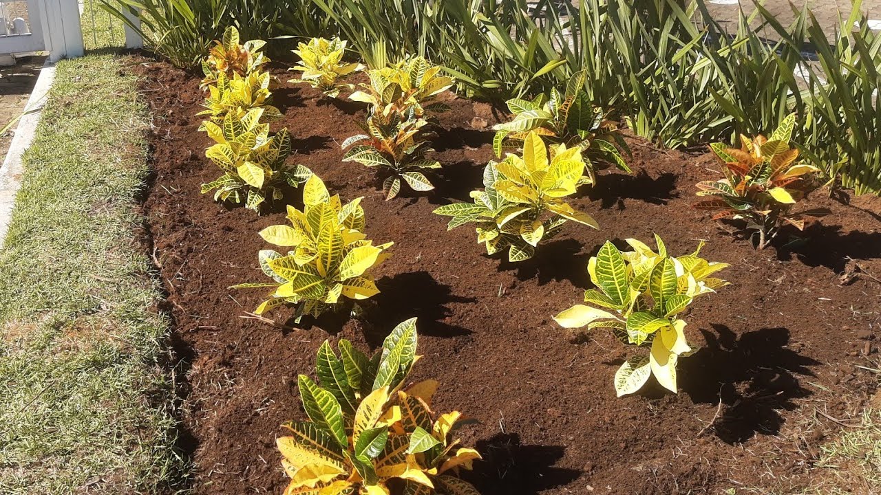 Jardim com plantas pleno Sol (entrada de empresa)