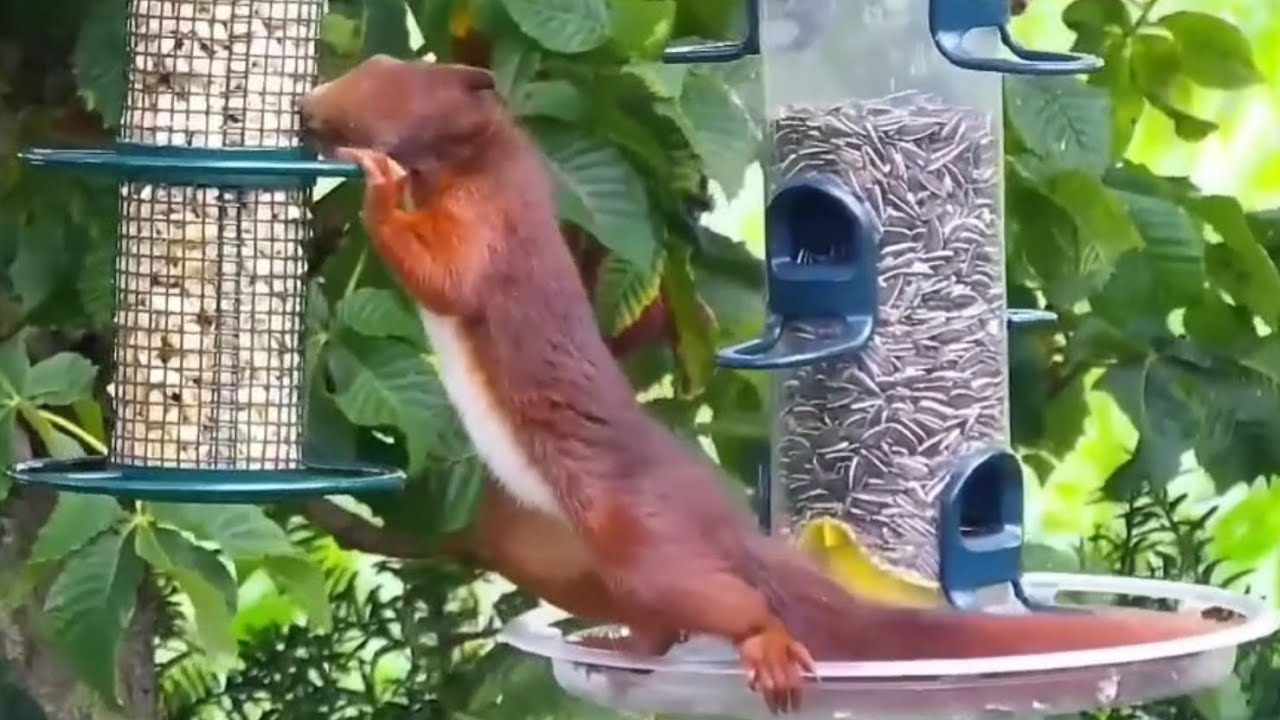 @NatureTec cute squirrel has been at the tree feeder for a long time 🐿😍