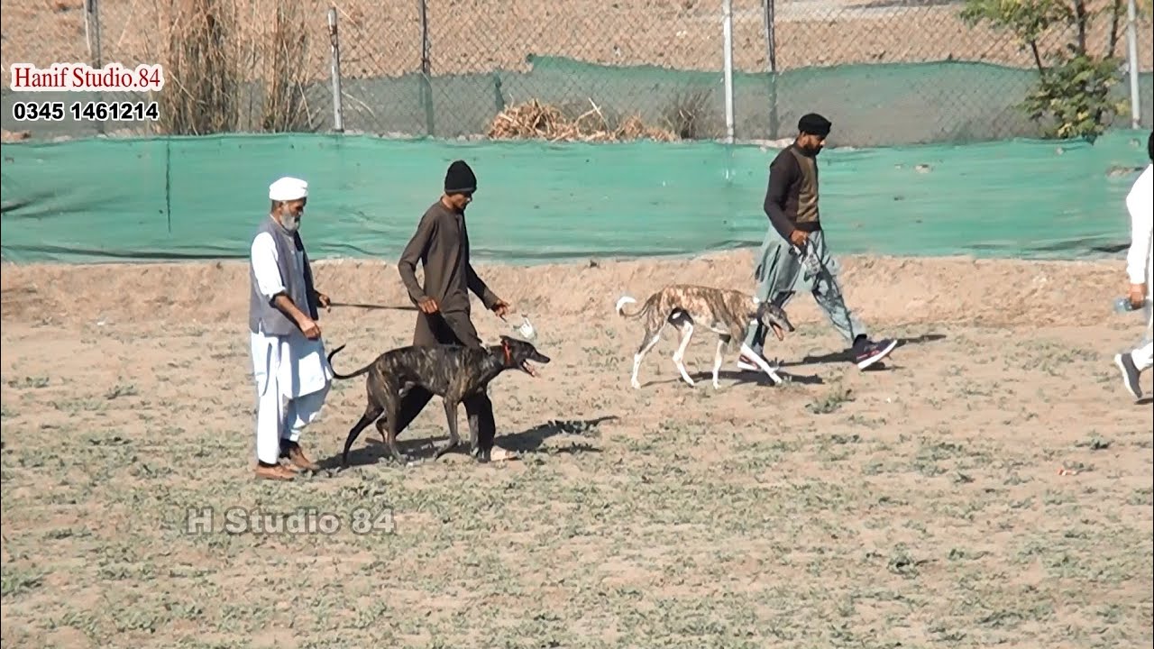 greyhound Coursing Race Final Phalia Club 23 Jan 2025