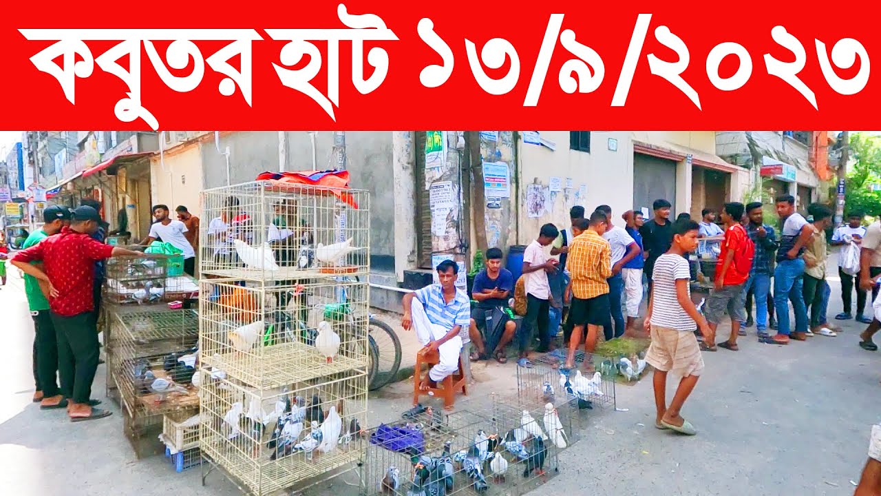 কবুতর হাট ১৩-৯-২০২৩ | kobutor hat 2023 | pigeon market in bangladesh | meradiya kobutor hat