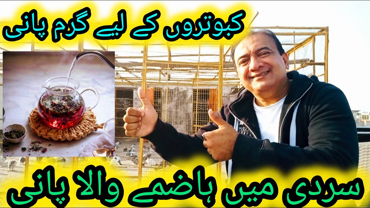 Kabootar ke lye garam pani | kabutar ke lye Hazmay wala Garum pani