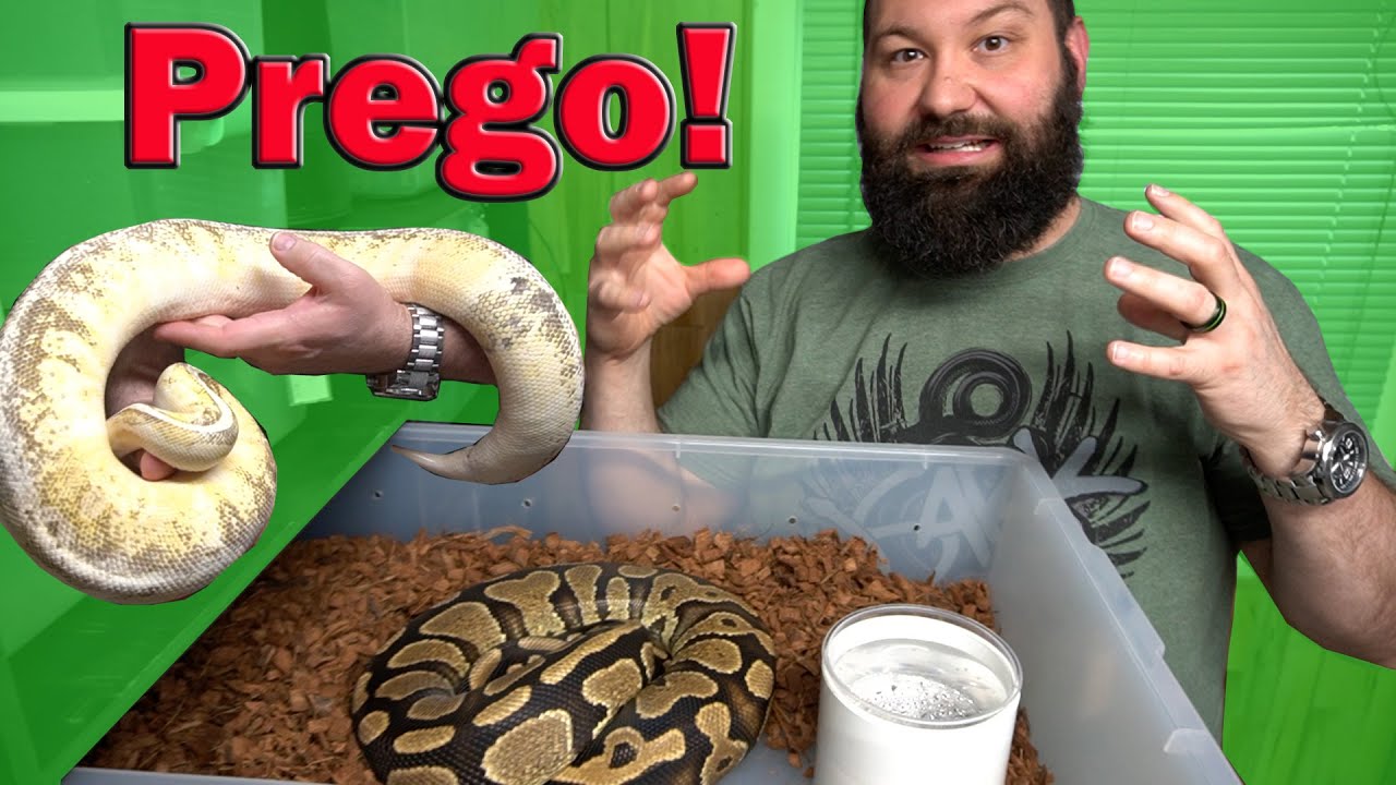 Gravid Ball Pythons! - Which Females Are Laying Soon!