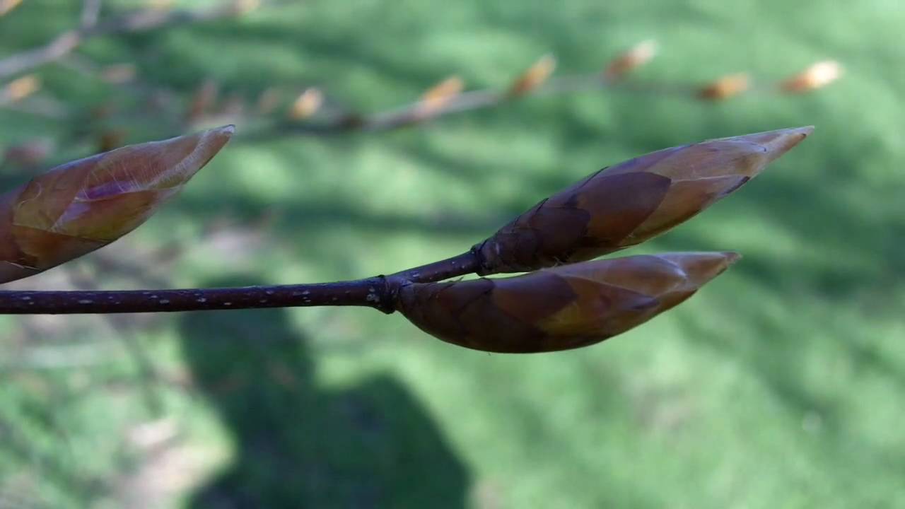 Kodak ZI8 - Close-up of Flower Buds (720p @60FPS)
