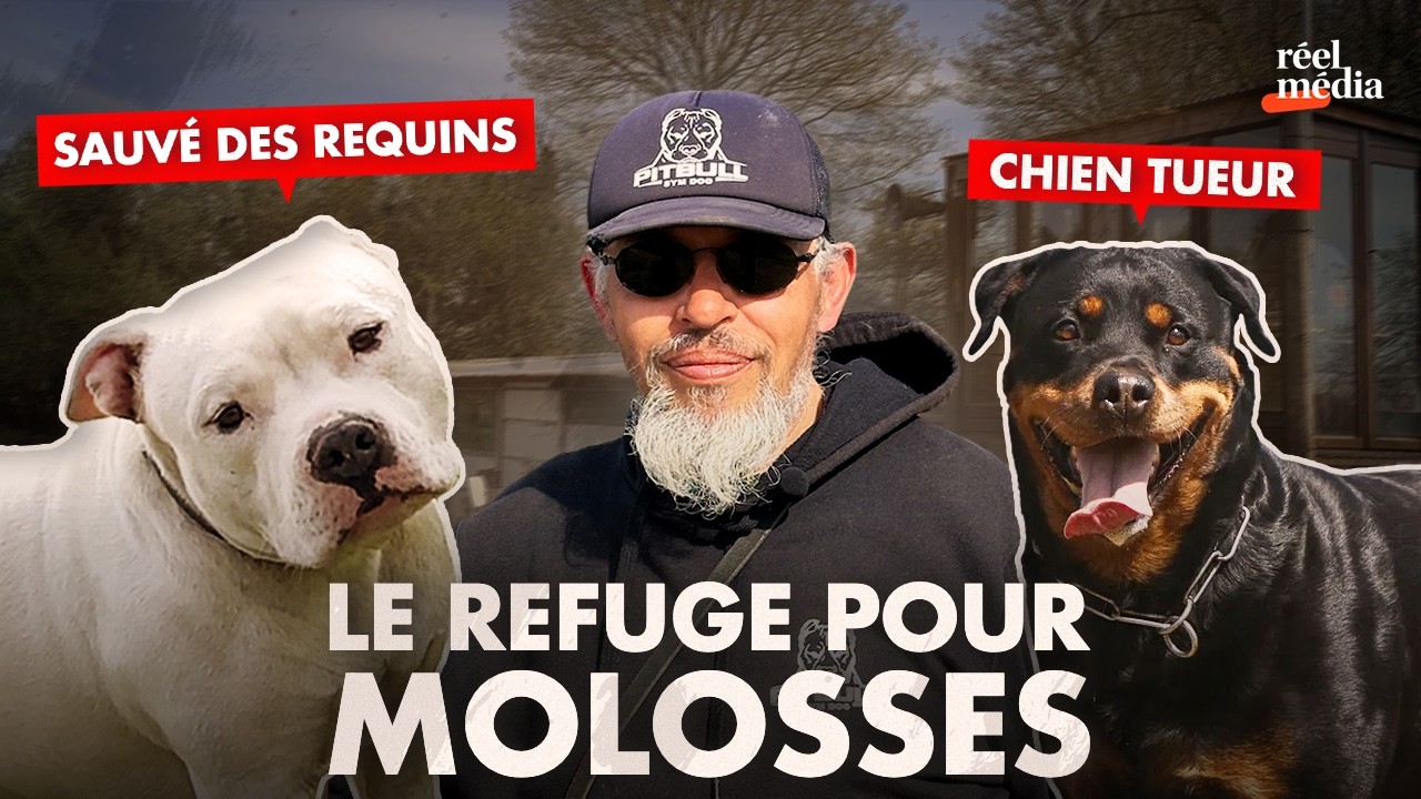 Cet ancien braqueur donne une seconde chance &agrave; des chiens 