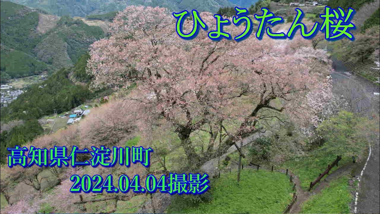 ひょうたん桜2024　2024.04.04撮影