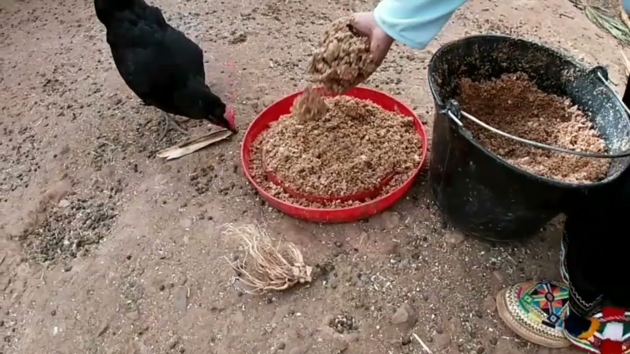 من علف الدجاج و الطيور والقطط 🐾 لجمع البيض.. مساءٌ ناشطٌ 😅🐔🐾