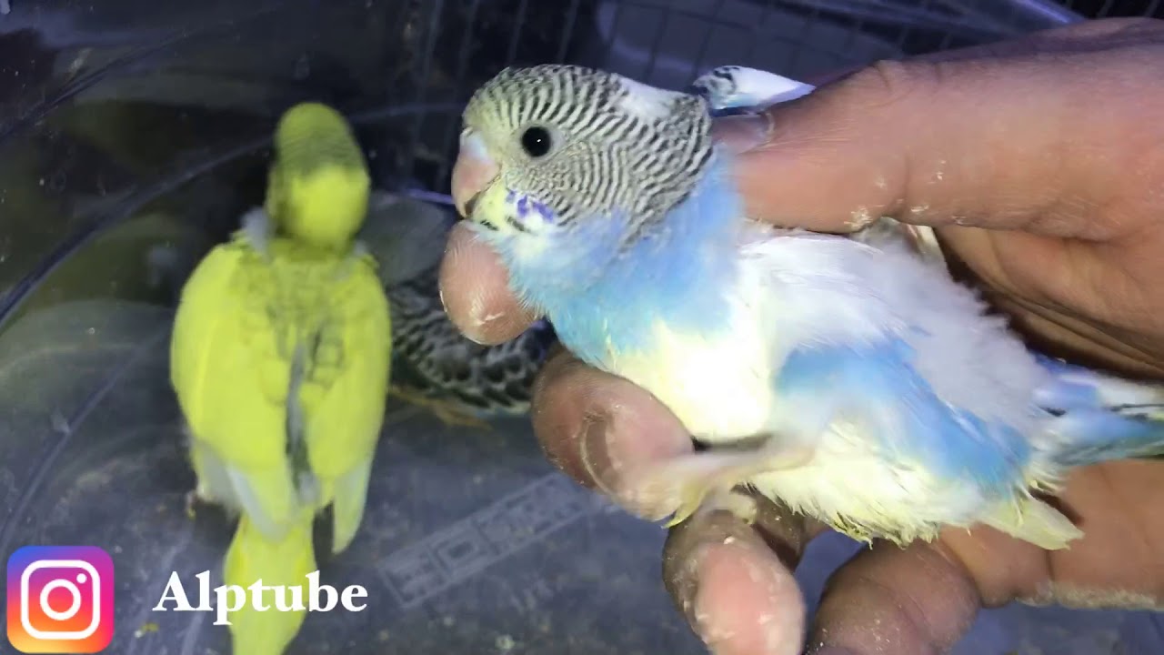 Muhabbetkuşu Spangle ve Beyazın Yavruları
