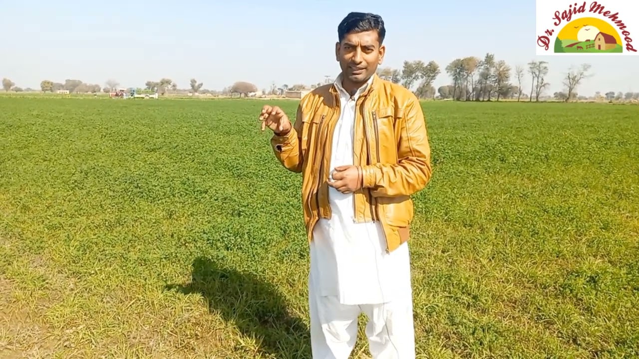 Best fodder for Holstain Cows | Advantage of lucerne | HRM Dairies | Dr.Sajid | Profitable livestock