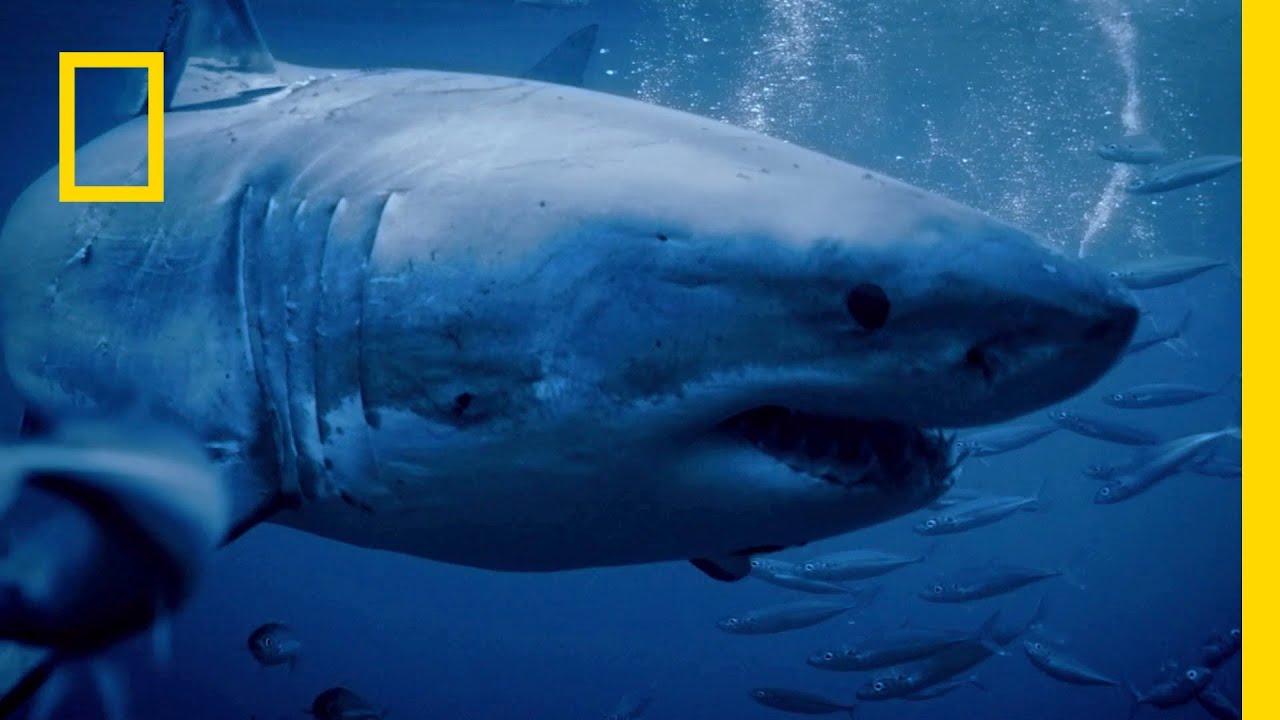 Czy megalodony naprawdę były takie wielkie? | Prehistoryczne potwory