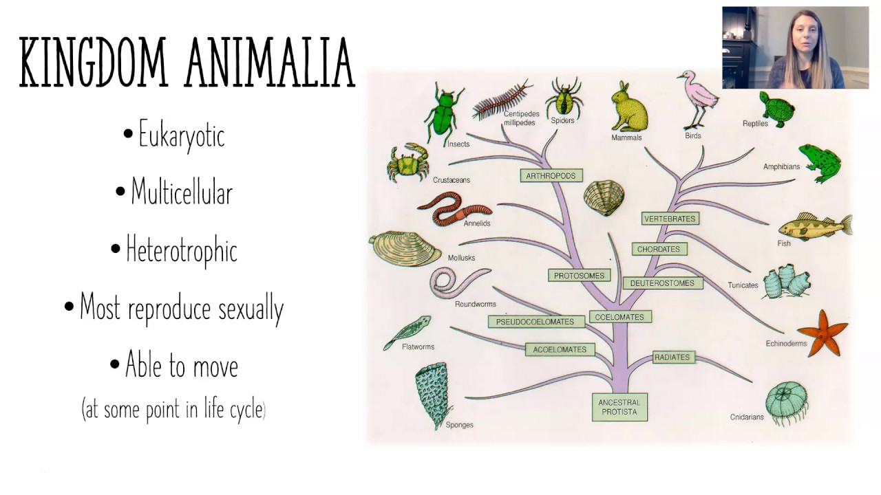 Kingdom Animalia