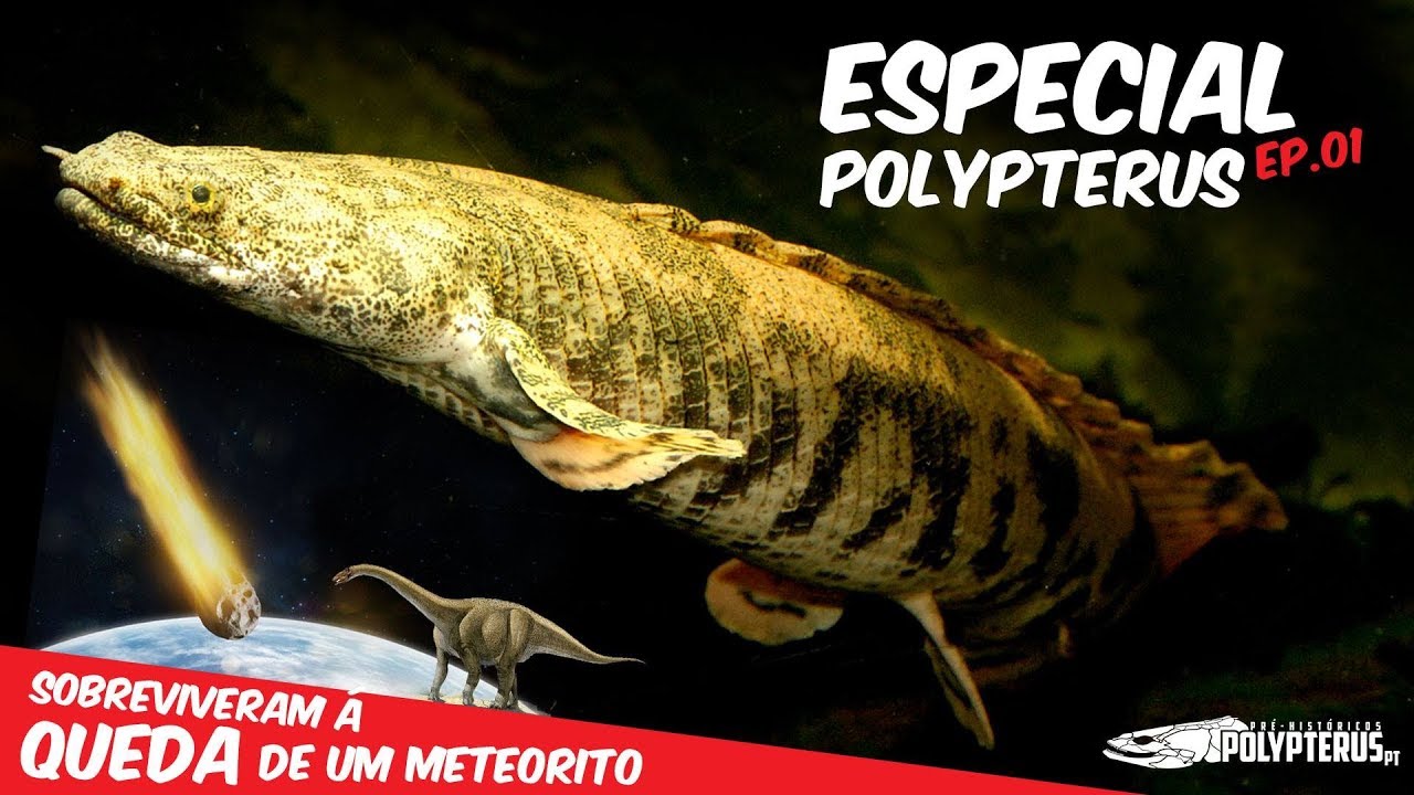 Especial Polypterus - História e Descrição das 13 Espécies