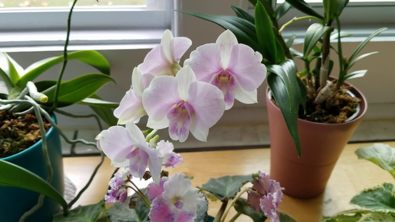Orchid Spikes: Primary & Secondary Spikes and Putting Old Spikes to Good Use!