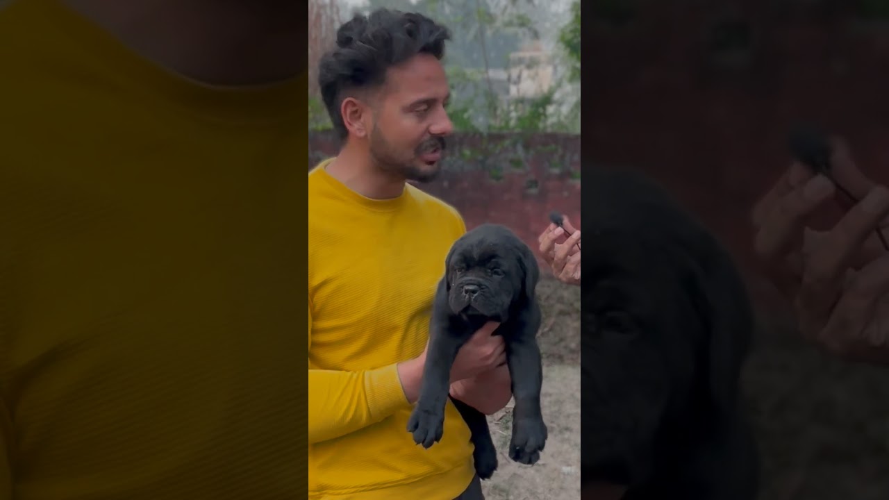 Black Cane Corso Puppy @SriSaiPetWorld