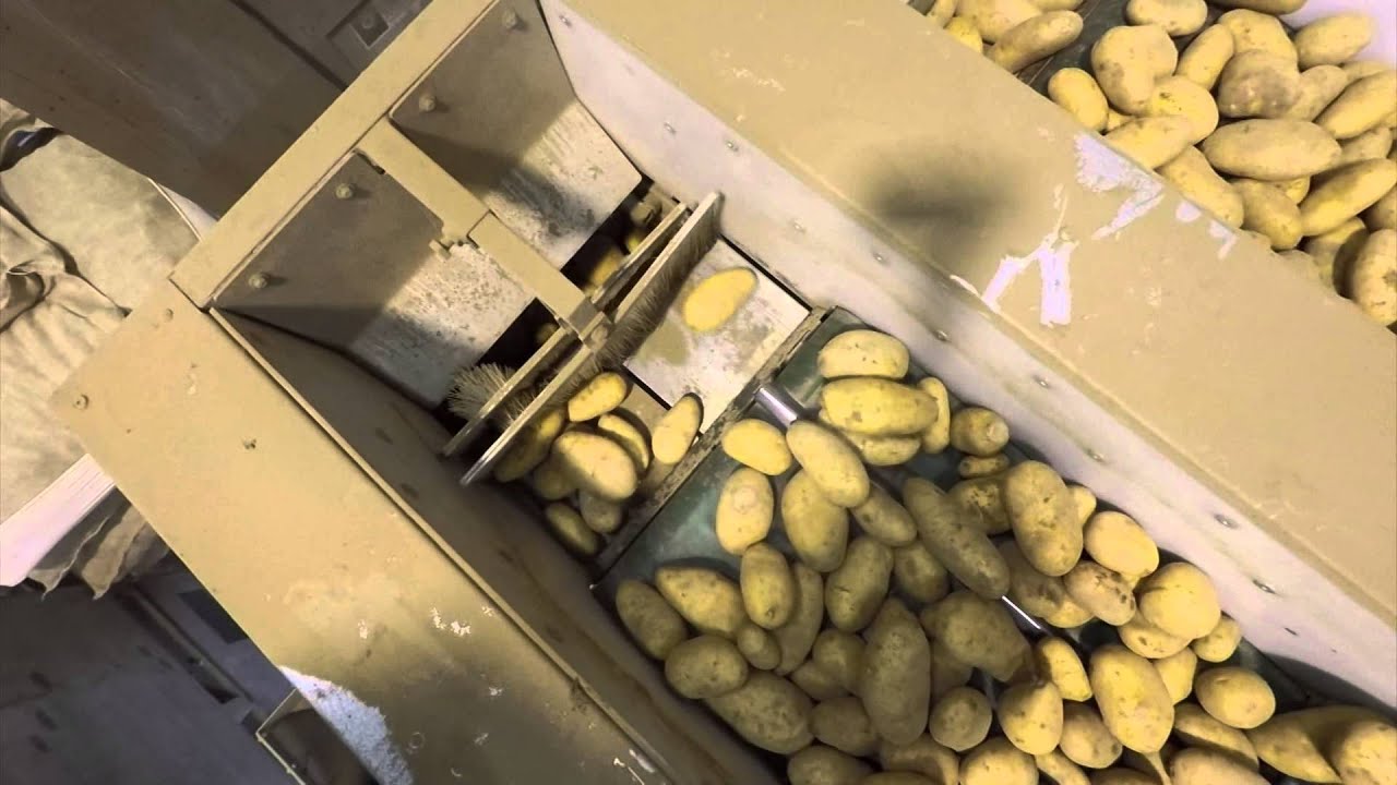 Spunta sorteren en opzakken