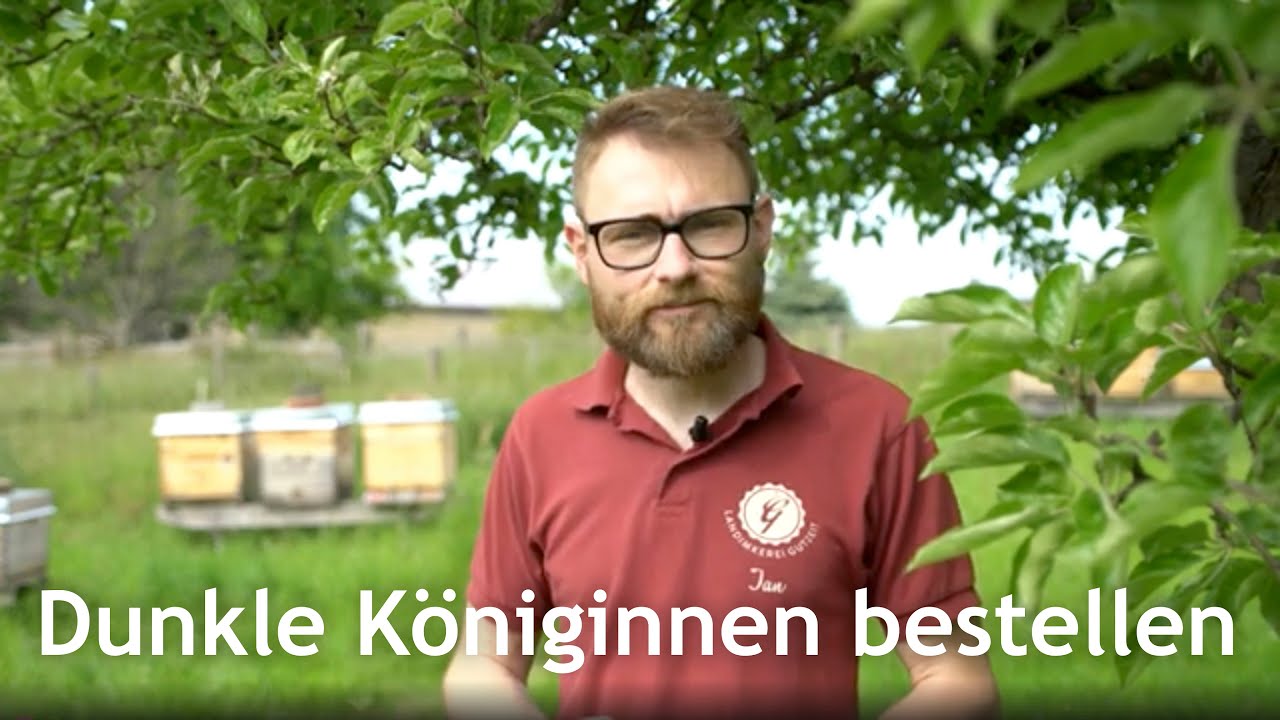 Dunkle Bienenköniginnen bestellen