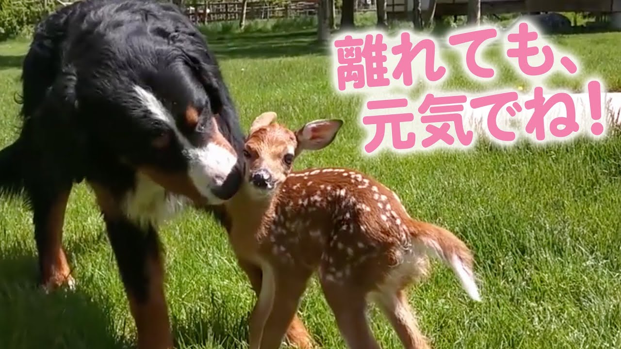 レスキューされ、元気になった子鹿さん！ 森へ帰そうとするけど……｜PECO【ナレーション有】