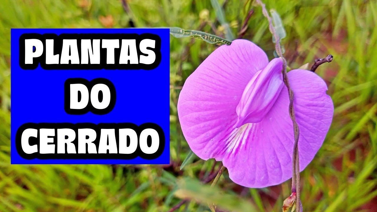 Fevereiro no Cerrado: Quais Plantas Estão Florescendo e Frutificando?