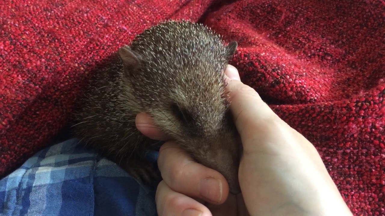 Common tenrec cuddles part II