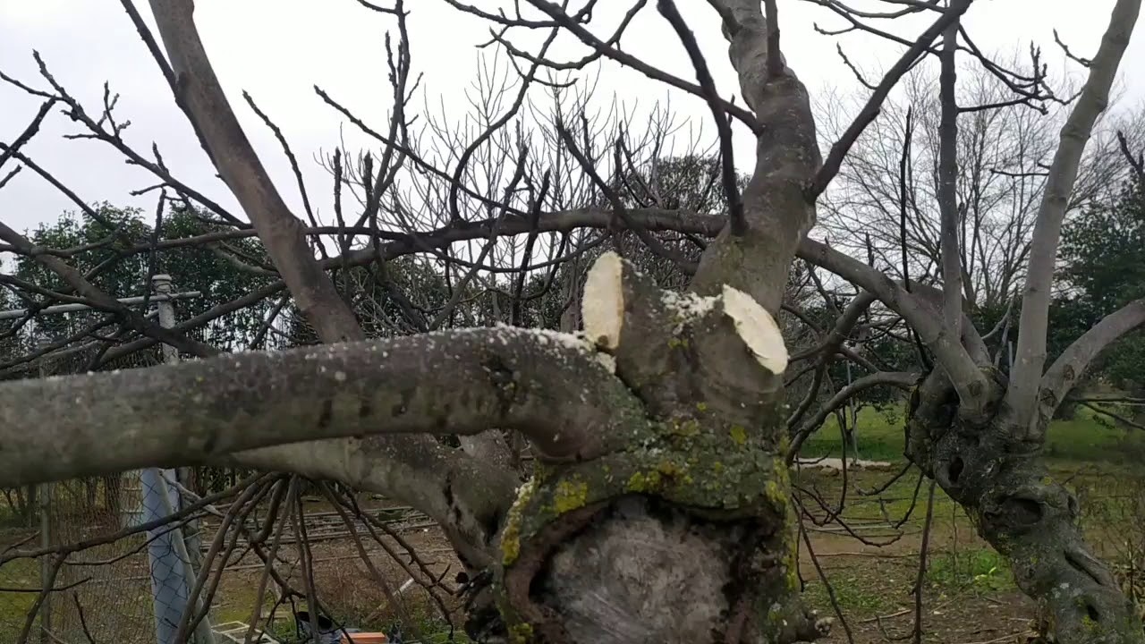 COMO PODAR UNA HIGUERA// poda dr&aacute;stica de la higuera🌿🌿