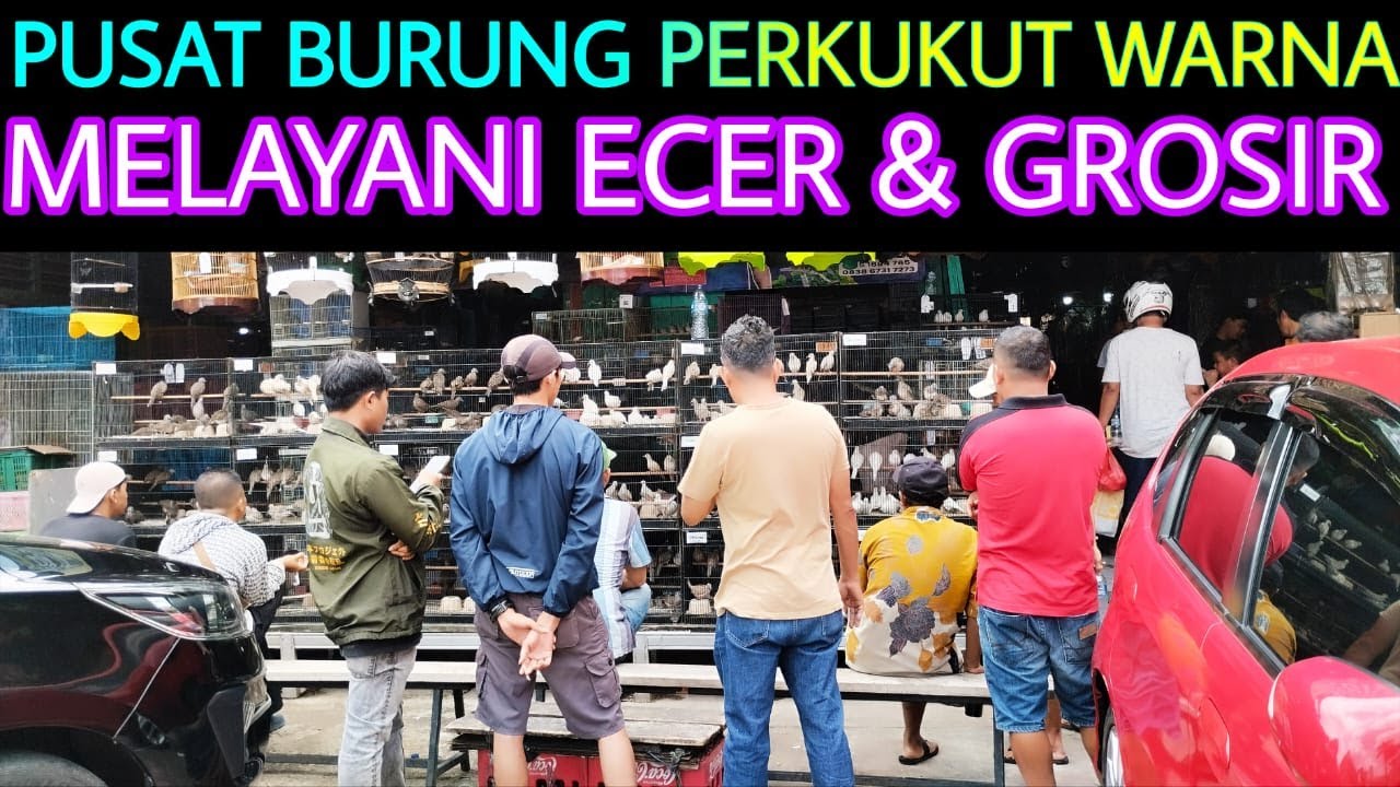 🌟 PUSAT BURUNG PERKUKUT WARNA TERLENGKAP MELAYANI ECER & GROSIR KIOS BMS PASAR BURUNG PRAMUKA