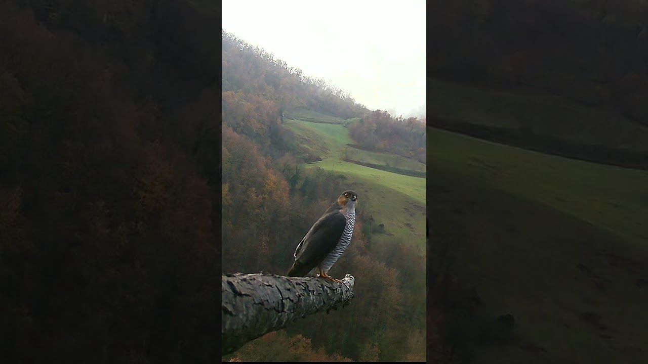 Sparviere maschio