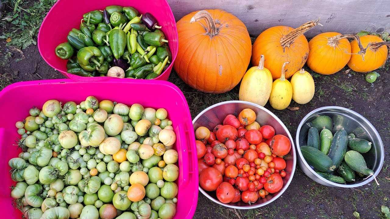 Fall harvest/Garden Update!