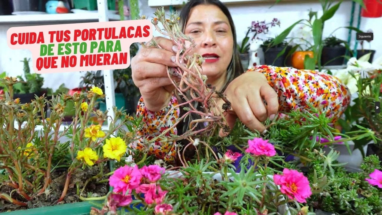 Problema De Portulacas, Ten Cuidado Para Que No Mueran #plantas