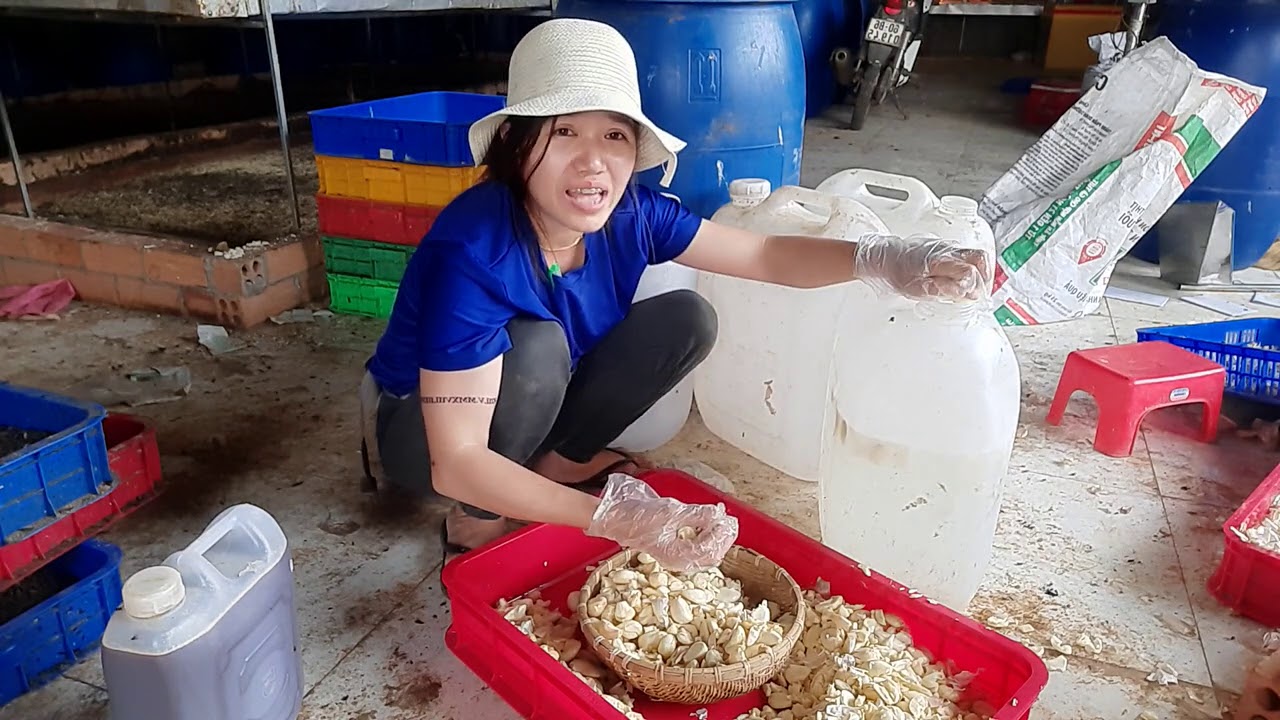 CÁCH LÀM MEN TỎI HIỆU QUẢ ÚT HỌC TỪ CHUYÊN GIA |ZALO 0976629090