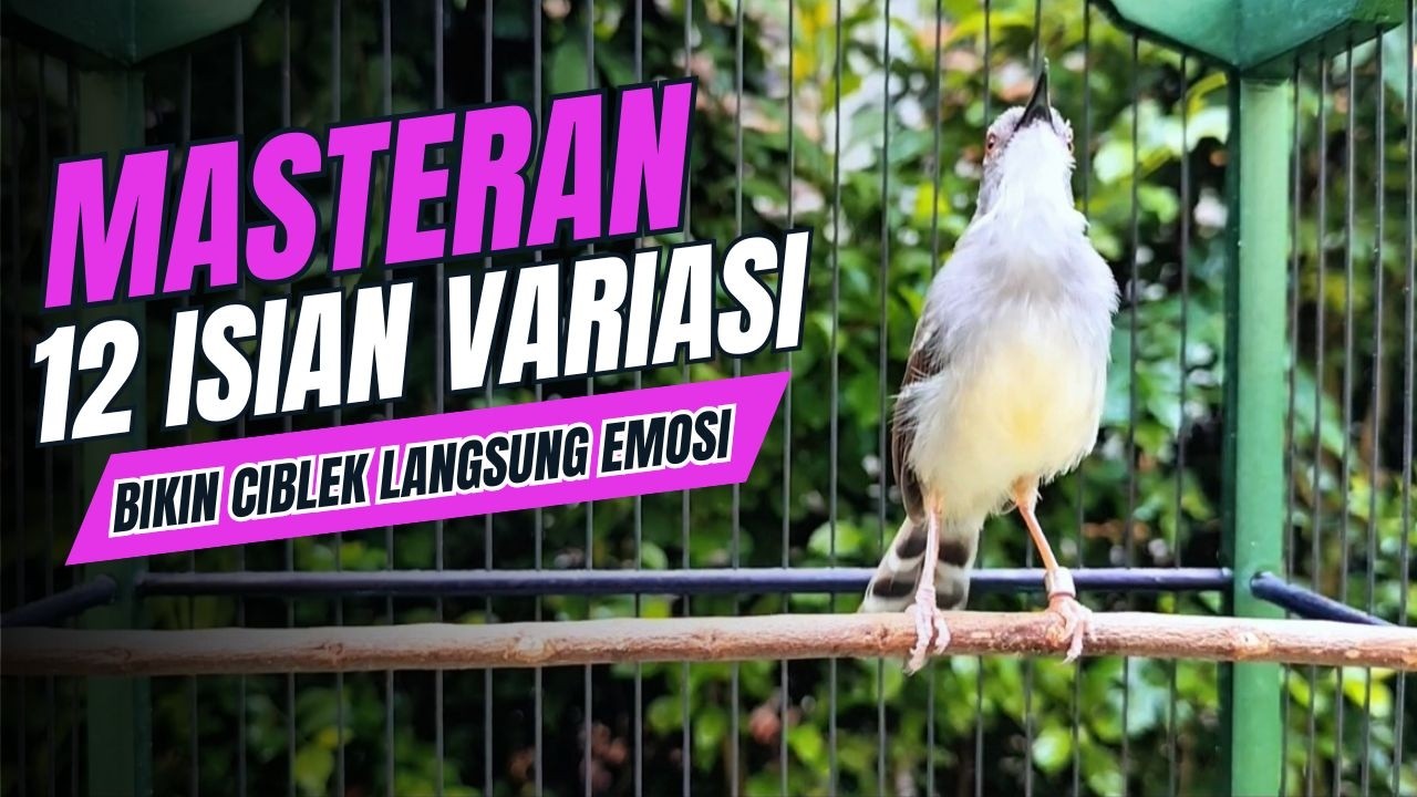 Burung Ciblek SEMI Gacor NGEBREN Untuk masteran burung ciblek juara dan PANCINGAN CIBLEK Bahan Macet