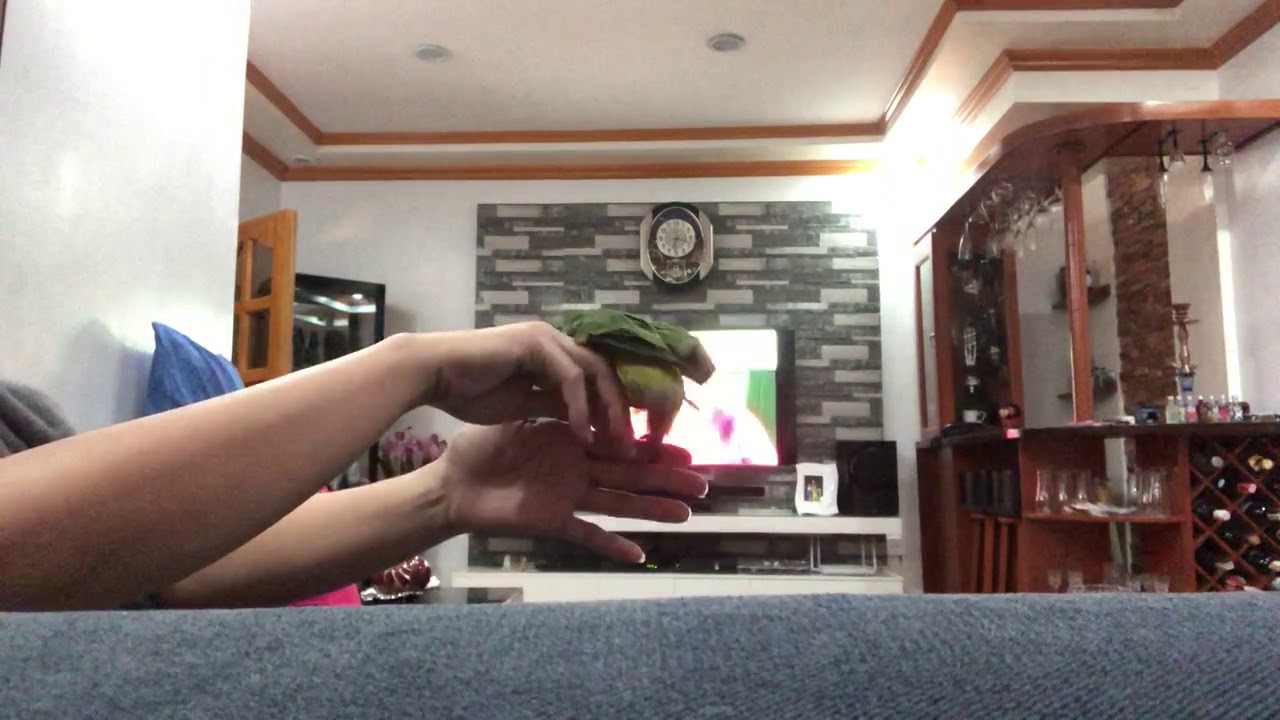Free flight training indoor  Sun conure and african love bird