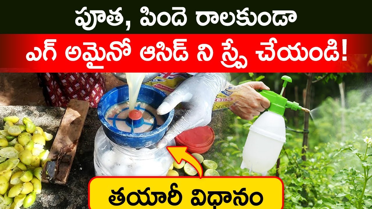 How To Make Egg Amino Acid Telugu | Benefits Of Egg Amino Acid | Natural Fertilizer