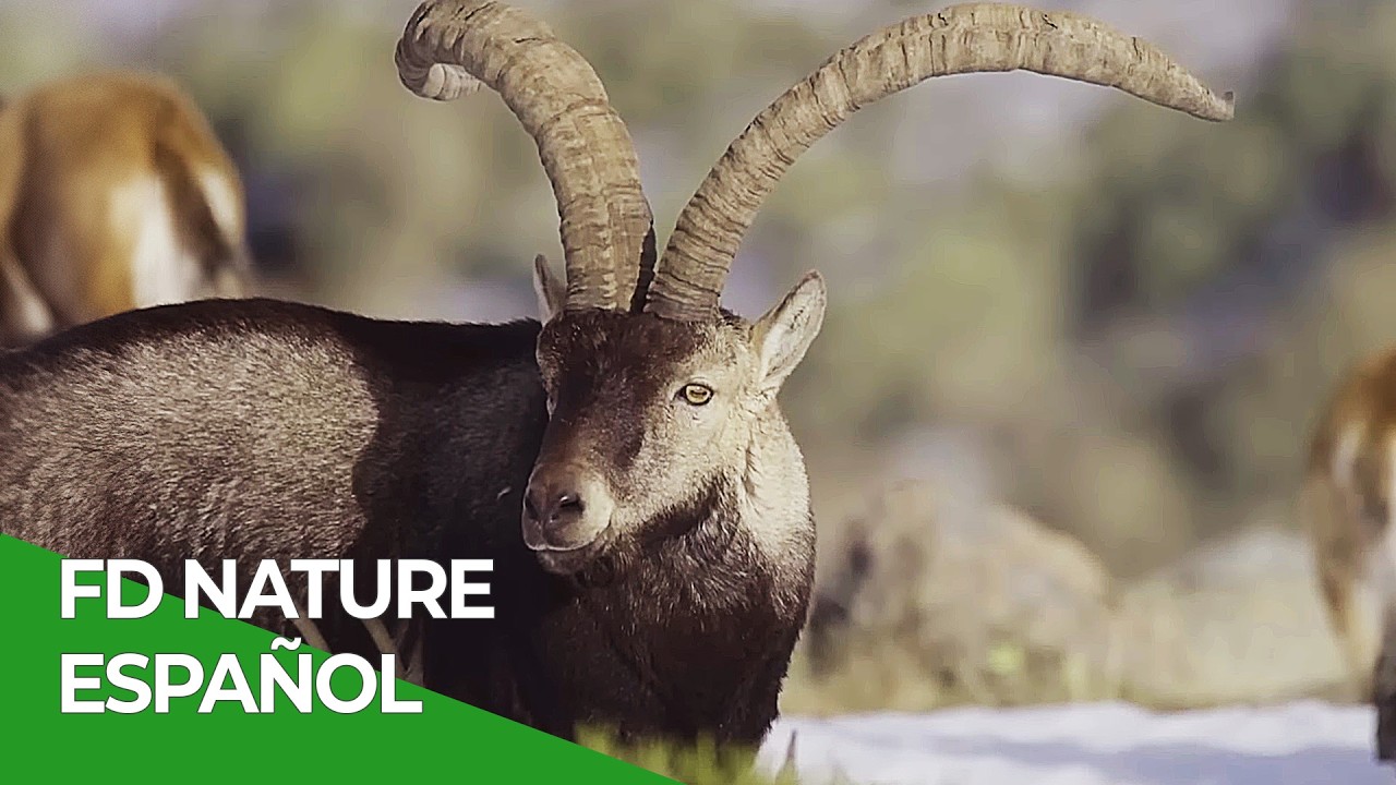 Entre Cerezos y Fauna: Vida Silvestre del Valle | Free Documentary Nature - Español