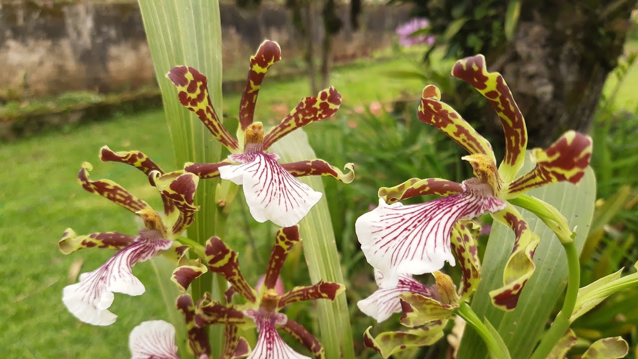 orquidea nativa raríssima  zygopetalum maculatum
