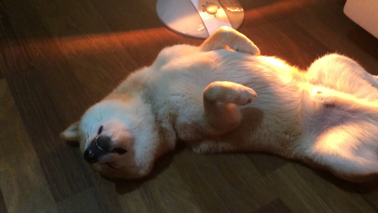 2016-01-07_菇狗昏睡中