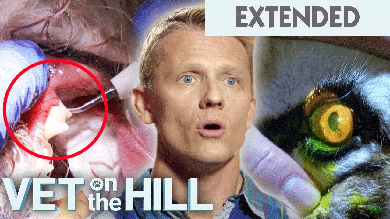 Tiger's Giant Claw Is Growing Into Her Own Paw 😱🐯 Vet On The Hill Extended | Bondi Vet Full Episode