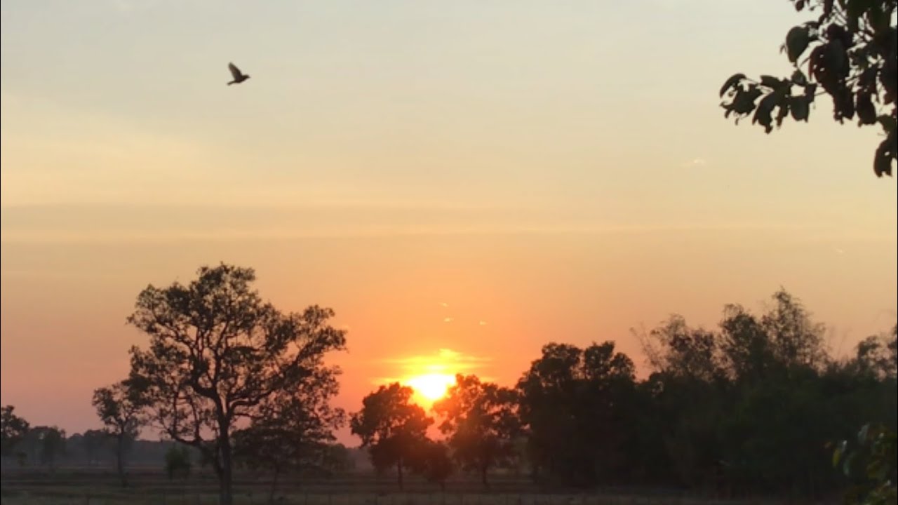 Birds heading home at sunset. Real time.